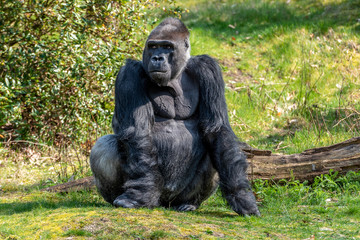 Gorilla man sits on the lookout
