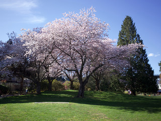 A blossoming cherry tree
