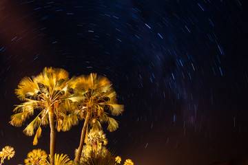 Palm Tree and Night Sky with Stars