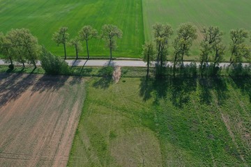 Rural road with old tree alley in nature park, aerial