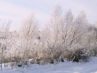 winter landscape