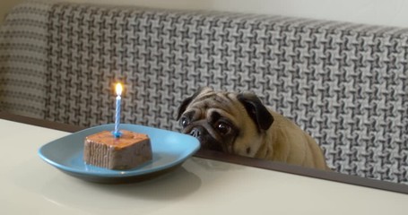 Funny pug dog birthday party. edible delicious cake with a burning candle
