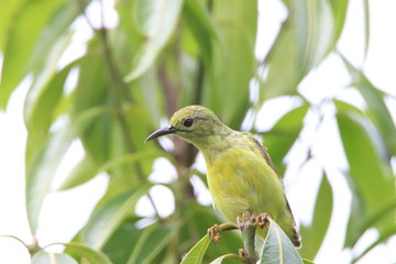 small bird