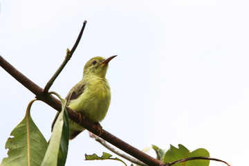 Fototapeta premium bird on a branch