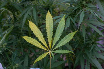 Closeup green leaf of wild hemp on a background of green marijuana. The concept of herbal alternative medicine, CBD, pharmaceuticals, Medicinal agriculture.
