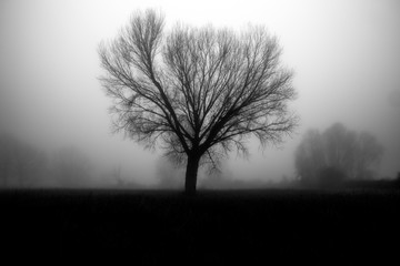 A tree silhouette in the fog, with some more distant trees