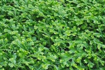 Beautiful green Selaginella ‘Emerald Isle’ Spikemoss in the shade.
