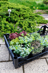 Box with various succulent plants in the garden.