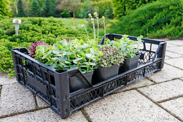 Box with various succulent plants in the garden.