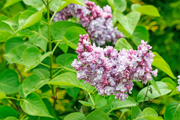 Beautiful lilac flowers in the garden.