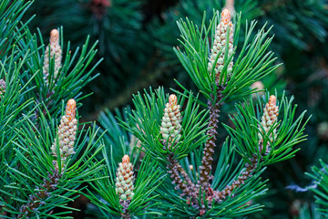 Young shoots of coniferous tree in the forest.