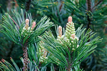 Obraz premium Young shoots of coniferous tree in the forest.