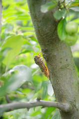 Large brown cicada in a park of Yokohama