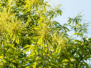 Obraz premium Floraison en chatons dressés du châtaignier commun (Castanea sativa)