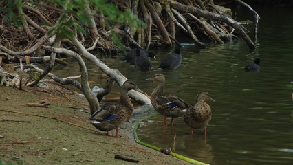 Three female mallards and a bunch of coots