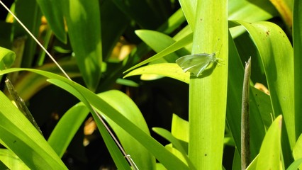 Green on Green, Butterlfy on plant