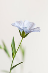Flax (Linum usitatissimum) flowers