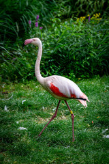 Flamingo walking on grass