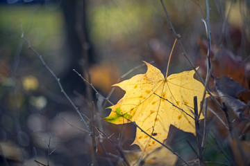Yellow autumn leave of a maple lying on a tree branch on a blurred background of tree trunks. Fall.