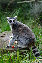 ring tailed lemur on tree trunk 