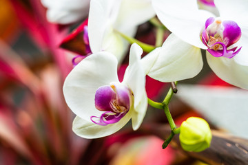 Naklejka na ściany i meble White orchid in garden