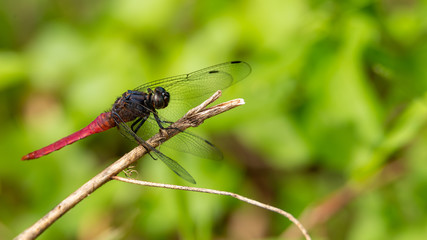 Spine-tufted Skimmer dragonfly perching on a perch with green blurred background