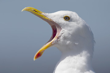 A portrait of a western gull (Larus occidentalis) yawning on the beach of Santa Cruz California .