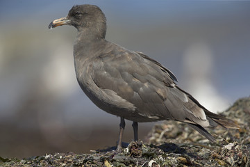 Heermann's gull (Larus heermanni) resting on the beach of Santa Cruz California.