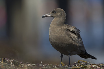 Heermann's gull (Larus heermanni) resting on the beach of Santa Cruz California.