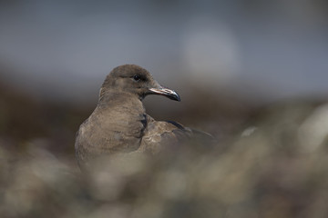 Heermann's gull (Larus heermanni) resting on the beach of Santa Cruz California.