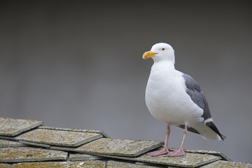 A western gull (Larus occidentalis) perched on a roof in the morning at Monterey bay California.