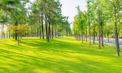 Sunlight sloping into green meadows and woods