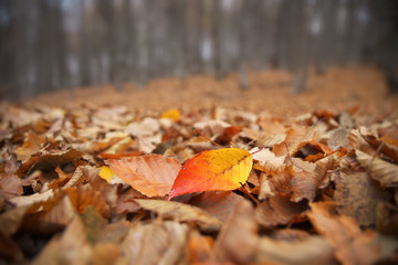 Autumn leaves on the forest ground.