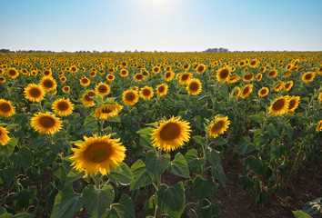 Meadow of sunflower.