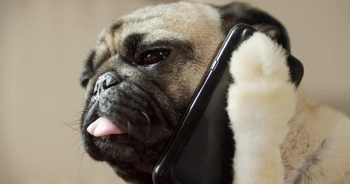 Funny pug dog talking on phone, listening to the speaker. Holding smartphone in paw, like human. Fake paw. Joke, prank