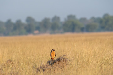 Montagu harrier or Circus pygargus sitting on a beautiful perch in meadows of grass field at tal chhapar blackbuck sanctuary, churu, rajasthan, India