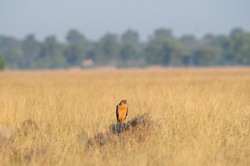 Montagu harrier or Circus pygargus sitting on a beautiful perch in meadows of grass field at tal chhapar blackbuck sanctuary, churu, rajasthan, India