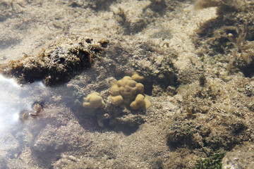 Beautiful sea grass and coral at Coral Coast, Fiji during low tide time.