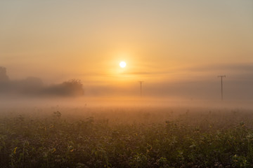 Sonnenaufgang im Sommer 