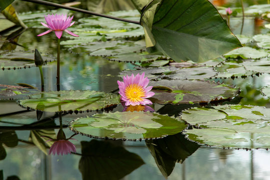 flor de lotus centralizada com cenario de fundo