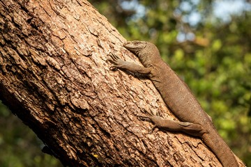 Bengal monitor lizard (Varanus bengalensis). Reptile varan resting on big tree in jungle of Sri Lanka. Common Indian monitor. Ceylon dragon. Wildlife of Sri Lanka, exotic photography tour in Asia