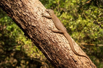 Bengal monitor lizard (Varanus bengalensis). Reptile varan resting on big tree in jungle of Sri Lanka. Common Indian monitor. Ceylon dragon. Wildlife of Sri Lanka, exotic photography tour in Asia