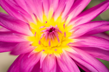 flor de lotus rosa com e amarela