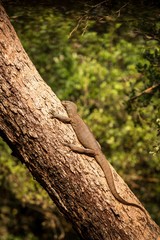 Bengal monitor lizard (Varanus bengalensis). Reptile varan resting on big tree in jungle of Sri Lanka. Common Indian monitor. Ceylon dragon. Wildlife of Sri Lanka, exotic photography tour in Asia