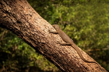Bengal monitor lizard (Varanus bengalensis). Reptile varan resting on big tree in jungle of Sri Lanka. Common Indian monitor. Ceylon dragon. Wildlife of Sri Lanka, exotic photography tour in Asia