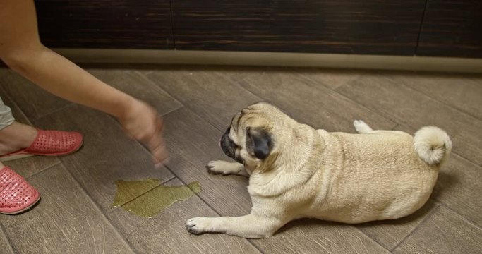 A naughty, untrained, ill-mannered dog peed at home on the floor. The owner scolding the pug dog. Not accustomed to the toilet outside. Peeing and pooping inside house. Feeling guilty and shame.