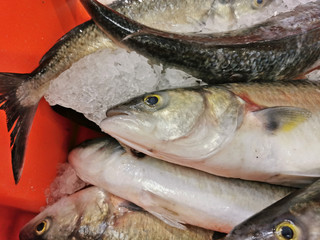 Close-up view of New Zealand kahawai (Arripis trutta) fish on ice in a fish market shop