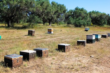 Fototapete bei efototapeten.de bestellen   