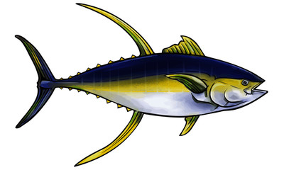 Ahi, or Yellowfin tuna