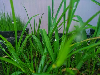 green grass with dew drops in sunlight on a autumn meadow. grass in sunshine on lawn. Fresh green grass with water drops.